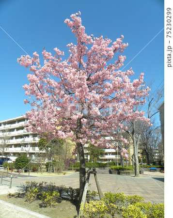 満開になった河津桜の桃色の花 満開になった河津桜の桃色の花 75230299