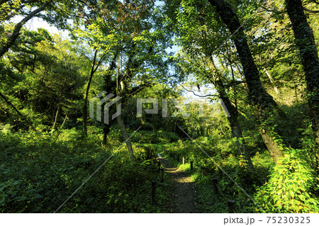 湘南三浦半島の神奈川県三浦市秘境小網代の森の秋晴れ 75230325