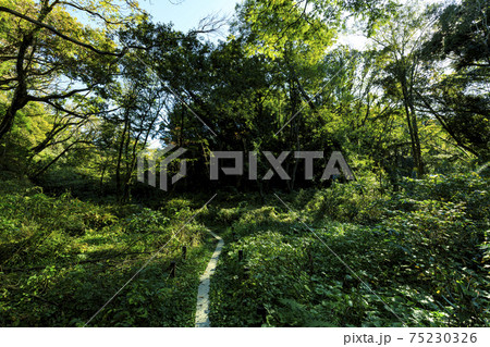 湘南三浦半島の神奈川県三浦市秘境小網代の森の秋晴れ 75230326