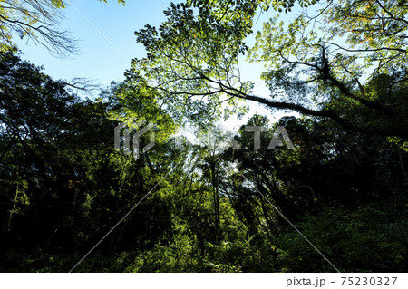 湘南三浦半島の神奈川県三浦市秘境小網代の森の秋晴れ 75230327