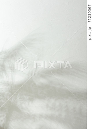 Shadow of a home flower Chamaedorea on a white wall Shadow of a home flower Chamaedorea on a white wall 75230367