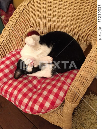 かわいいポーズの猫 75230538