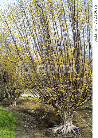 漢方薬生薬の原料になる山茱萸の花 75230635