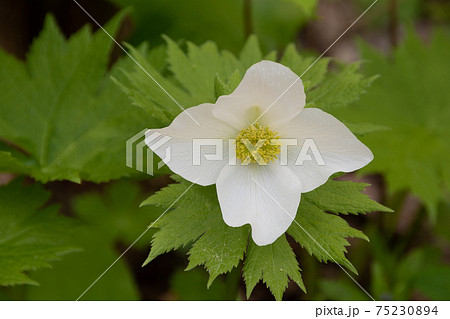 白いシラネアオイ 75230894