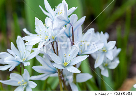 春の庭に咲く白いカワイイ花 シラーの写真素材