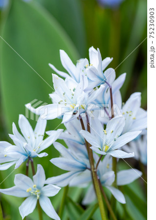 春の庭に咲く白いカワイイ花 シラーの写真素材