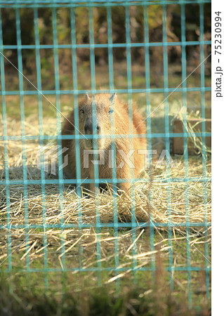 大牟田市 動物園 カビバラ、 大牟田市 動物園 カビバラ、 75230994