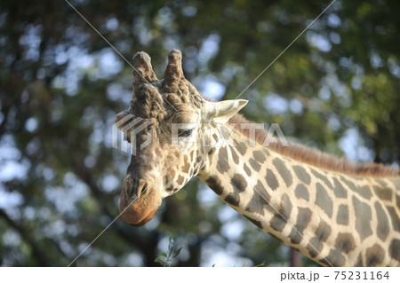 大牟田市　動物園　キリン、 75231164