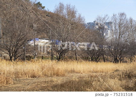 木 風景 冬 75231518