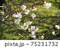 白梅の花 75231732