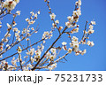 白梅の花 75231733