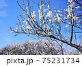 白梅の花 75231734