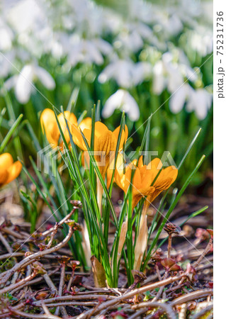 Spring floral background, yellow flowers crocuses and white snowdrops 75231736