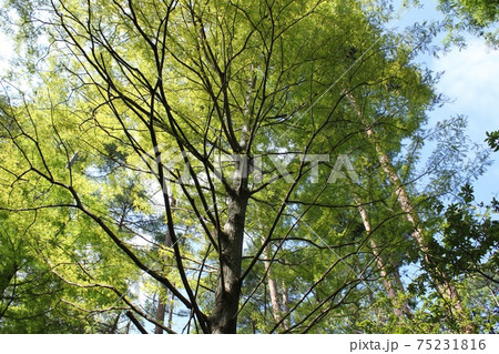 小木津山自然公園 75231816