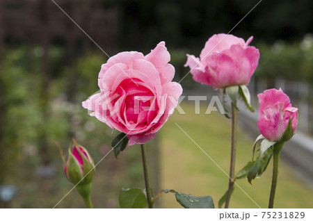 薔薇園にピンク色の薔薇の花が咲いています このバラの名前はクイーンエリザベスです の写真素材
