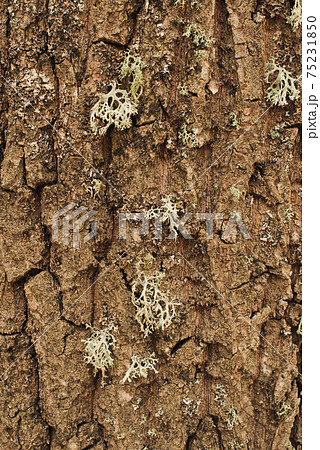 moss on the tree. Spring landscape in the forest 75231850