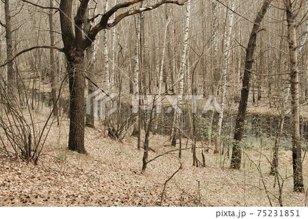 Trees and bushes. spring landscape in Russia Trees and bushes. spring landscape in Russia 75231851