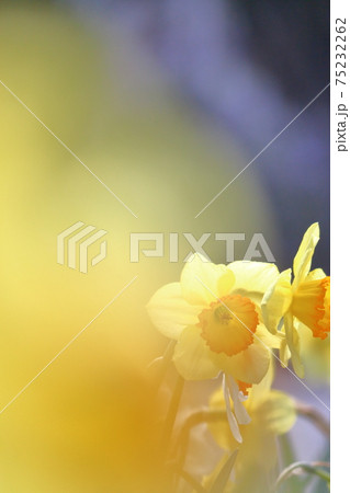 春イメージ、スイセン 春イメージ、スイセン 75232262