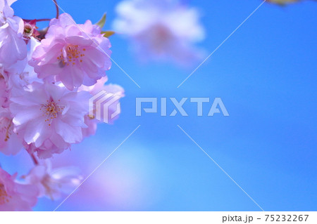 八重桜 八重桜 75232267