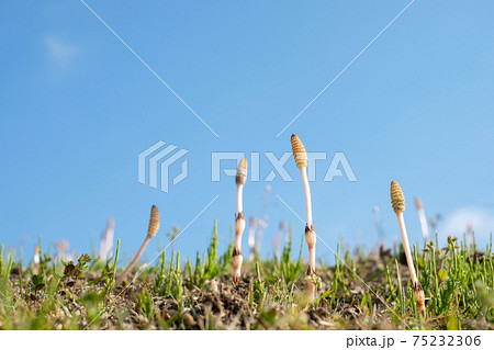 春です! 春です! 75232306