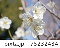 白梅の花 75232434
