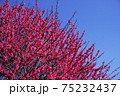紅梅 75232437