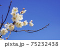 白梅の花 75232438