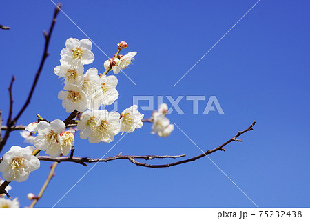 白梅の花 白梅の花 75232438