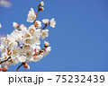 白梅の花のアップ 75232439