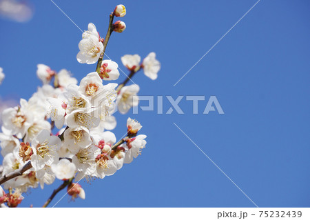 白梅の花のアップ 白梅の花のアップ 75232439