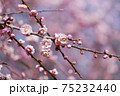 桃色の梅の花のアップ 75232440