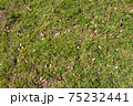 春の草原の素材 75232441