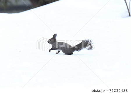 雪を走るエゾリス 75232488