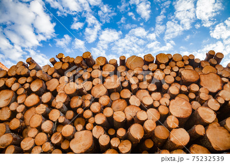 Stacked wood logs - lumber or timber industry concept 75232539