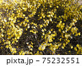キンシバイの花 75232551