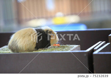 大牟田市　動物園　モルモット、 75232639