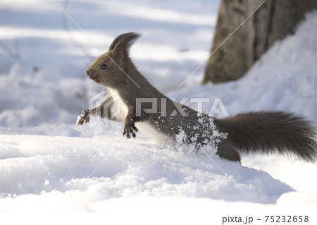 雪が舞う瞬間 75232658