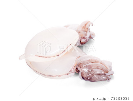 fresh squids isolated on a white background 75233055