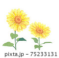 ひまわり 75233131