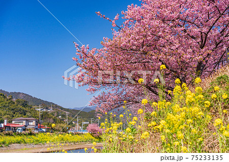 （静岡県）河津川沿いに咲く、満開の河津桜 75233135
