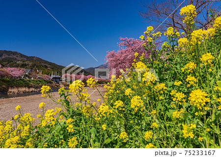(静岡県)河津川沿いに咲く、満開の河津桜 (静岡県)河津川沿いに咲く、満開の河津桜 75233167
