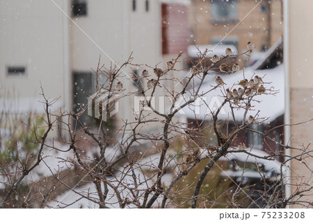 雪の日のスズメの学校 雪の日のスズメの学校 75233208