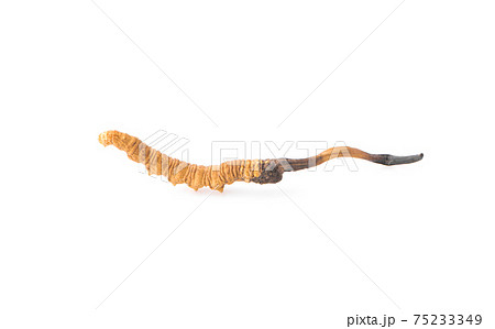 Ophiocordyceps sinensis isolated on white background 75233349