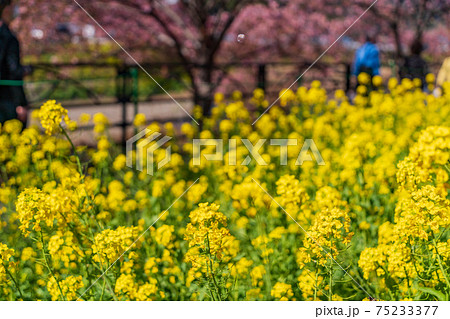 (静岡県)河津川沿いに咲く、菜の花と河津桜 (静岡県)河津川沿いに咲く、菜の花と河津桜 75233377