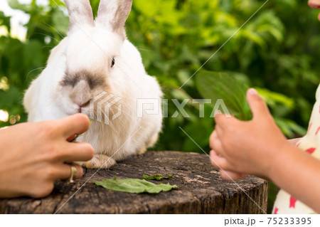 Small children feed a large white rabbit sitting on a tree stump in the garden in summer. Hare in wild meadow gnaws and eats grass in spring or summer. Animal, environmental protection. easter concept Small children feed a large white rabbit sitting on a tree stump in the garden in summer. Hare in wild meadow gnaws and eats grass in spring or summer. Animal, environmental protection. easter concept 75233395