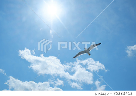 空高く飛翔するウミネコ 空高く飛翔するウミネコ 75233412