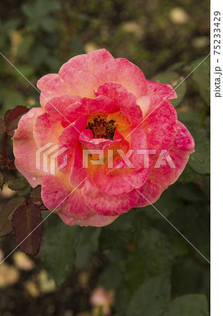 薔薇園に赤色や黄色のバラの花が咲いています。このバラの名前はスブニール・ド・アンネ・フランクです。 薔薇園に赤色や黄色のバラの花が咲いています。このバラの名前はスブニール・ド・アンネ・フランクです。 75233429