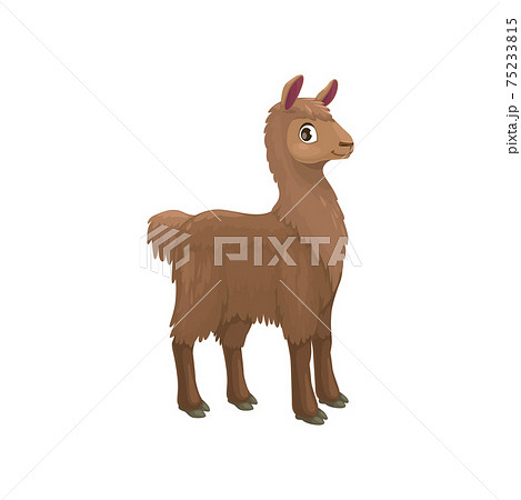 Llama alpaca isolated cartoon animal camel family 75233815