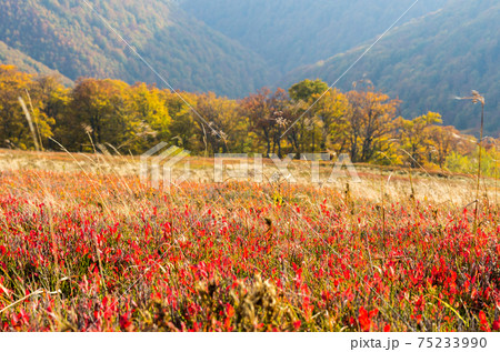 Natural red background. Red grass. Natural colors. 75233990
