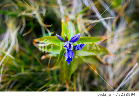 Gentiana asclepiadea. A blue mountain flower. Gentiana asclepiadea. A blue mountain flower. 75233994